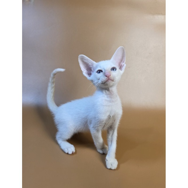 Siamese NOV Eclair