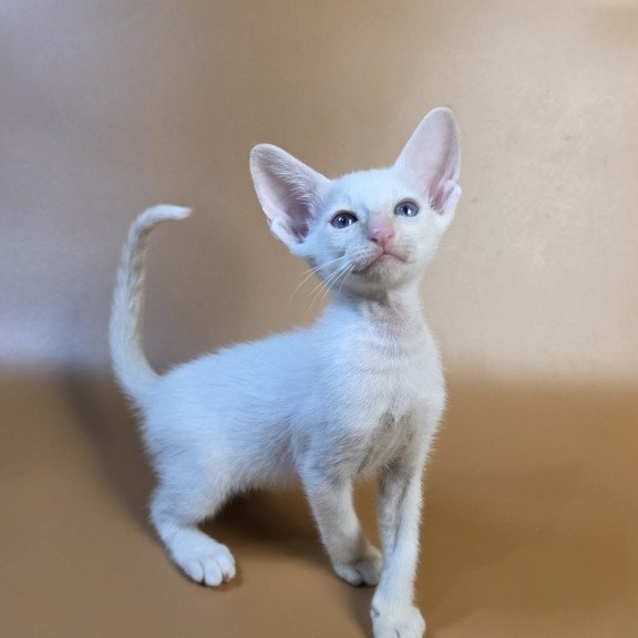 Siamese NOV Eclair