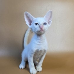 Siamese NOV Eclair