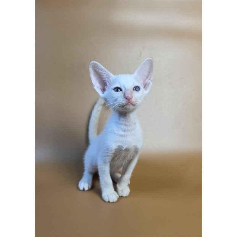 Siamese NOV Eclair
