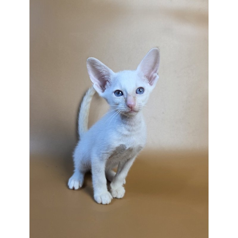 Siamese NOV Eclair