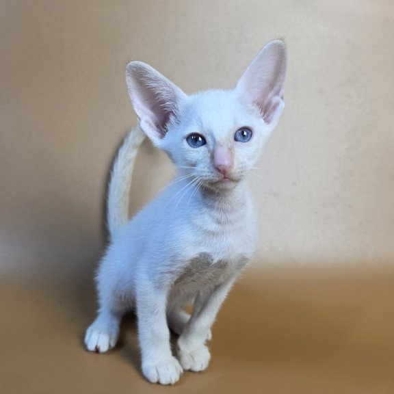 Siamese NOV Eclair