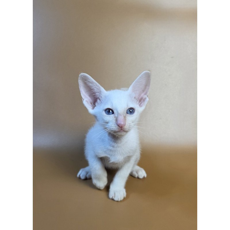 Siamese NOV Eclair