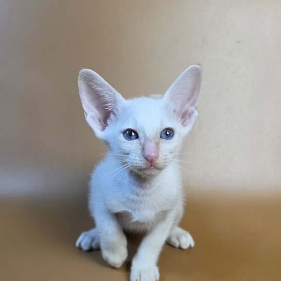 Siamese NOV Eclair