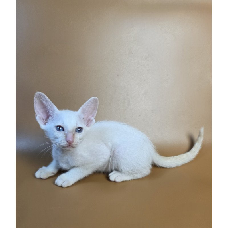 Siamese NOV Eclair
