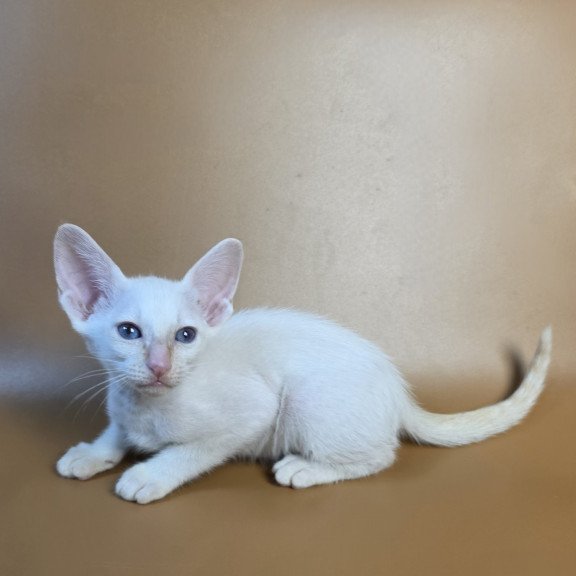 Siamese NOV Eclair