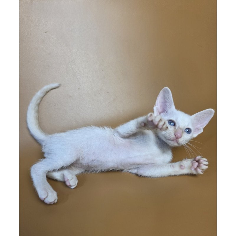 Siamese NOV Eclair