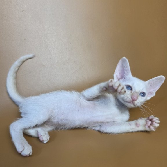 Siamese NOV Eclair