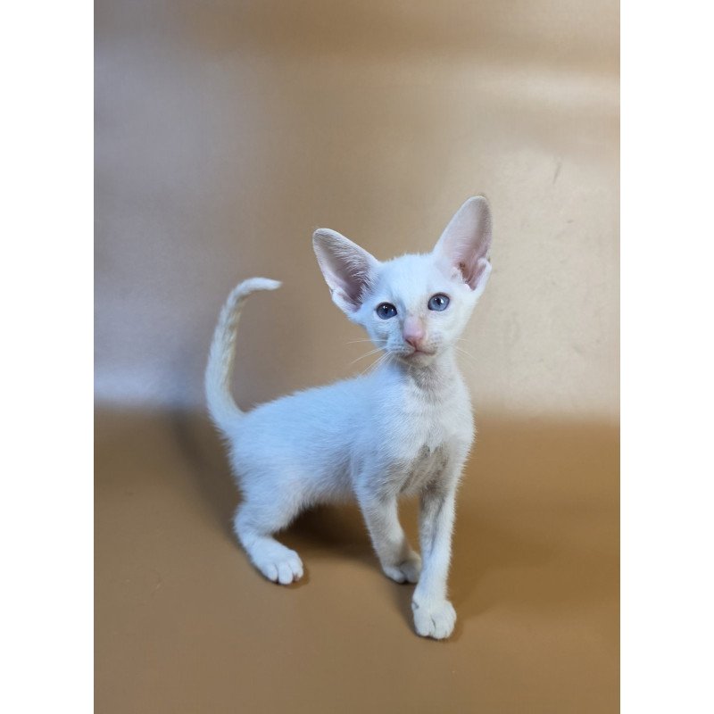 Siamese NOV Eclair