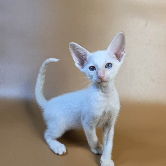Siamese NOV Eclair