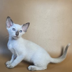 Siamese NOV Eir