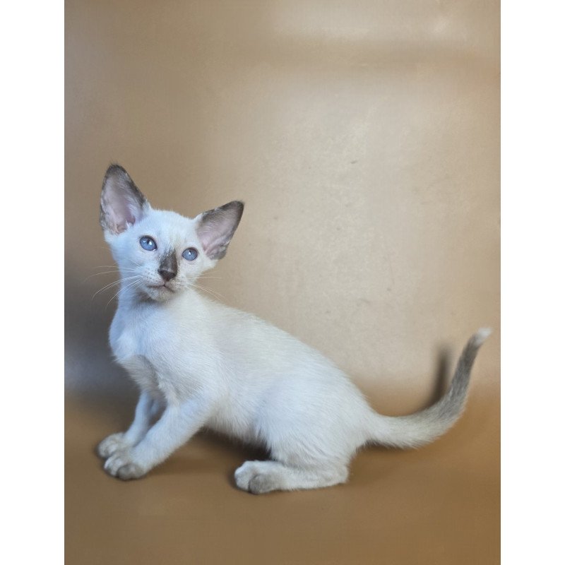 Siamese NOV Eir