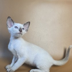 Siamese NOV Eir