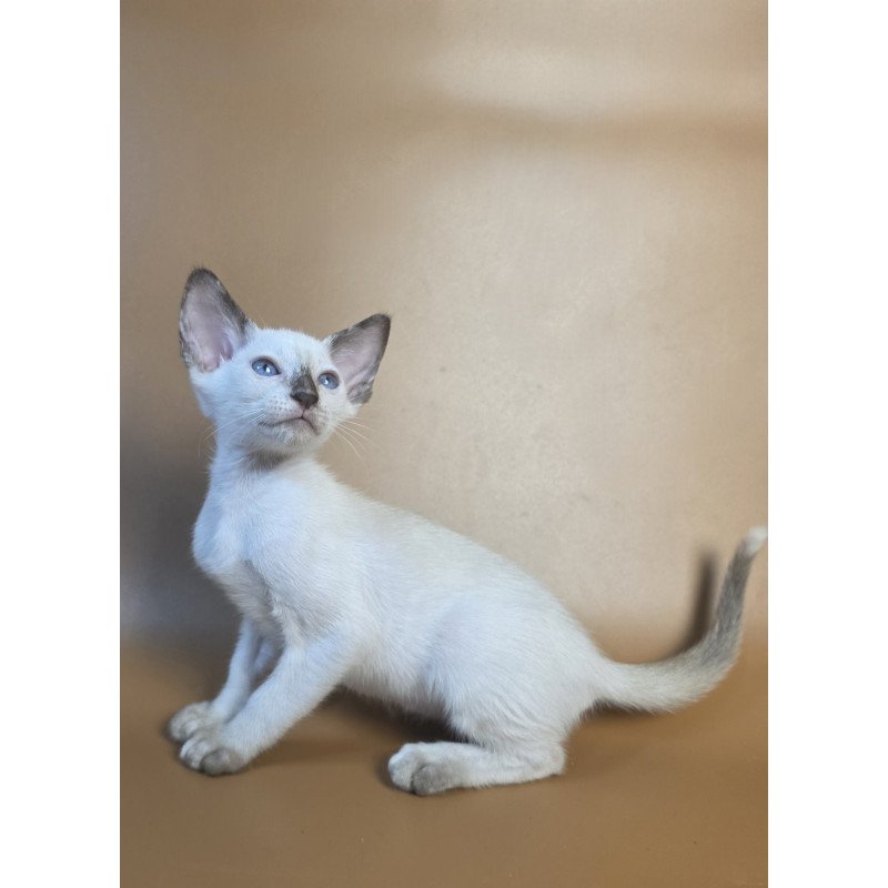 Siamese NOV Eir