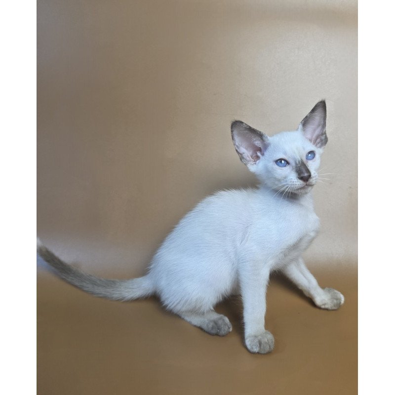 Siamese NOV Eir