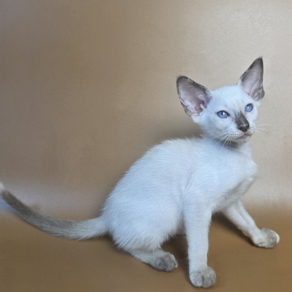 Siamese NOV Eir