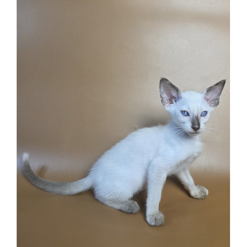 Siamese NOV Eir