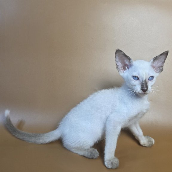 Siamese NOV Eir