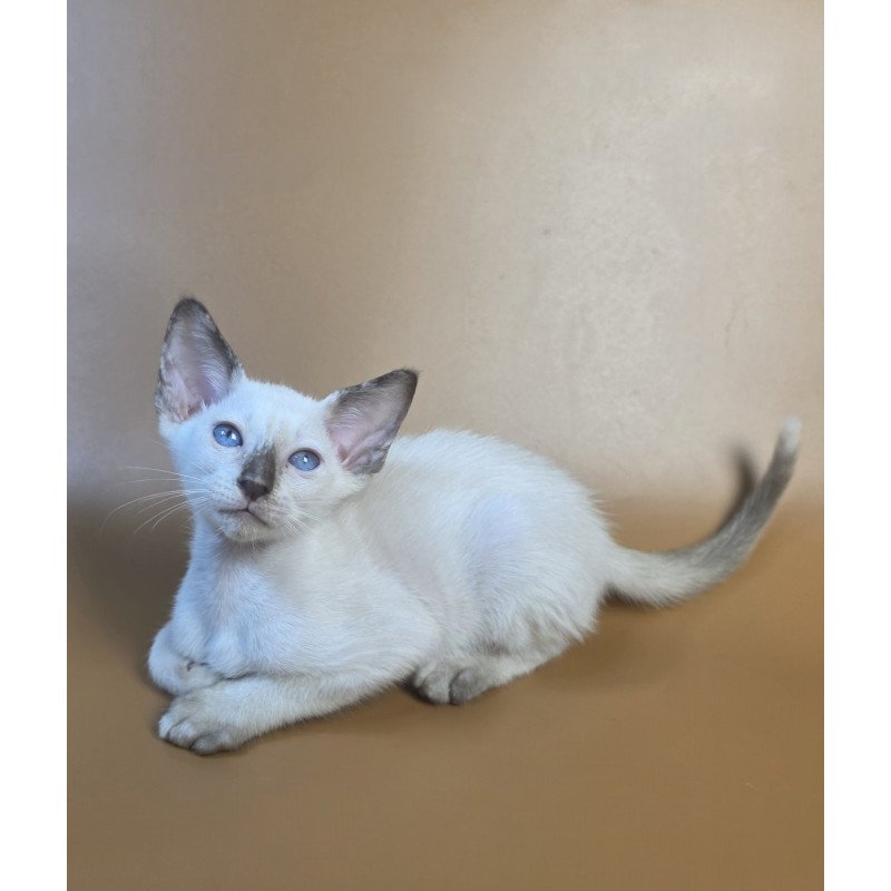 Siamese NOV Eir