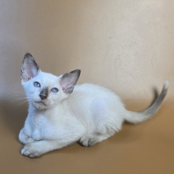 Siamese NOV Eir