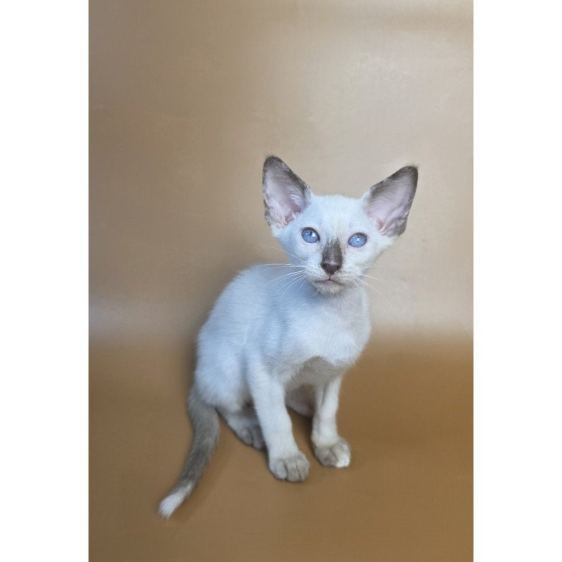 Siamese NOV Eir