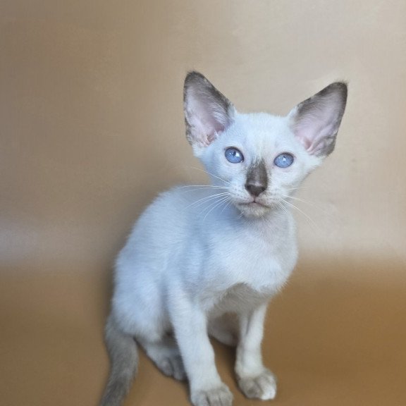 Siamese NOV Eir