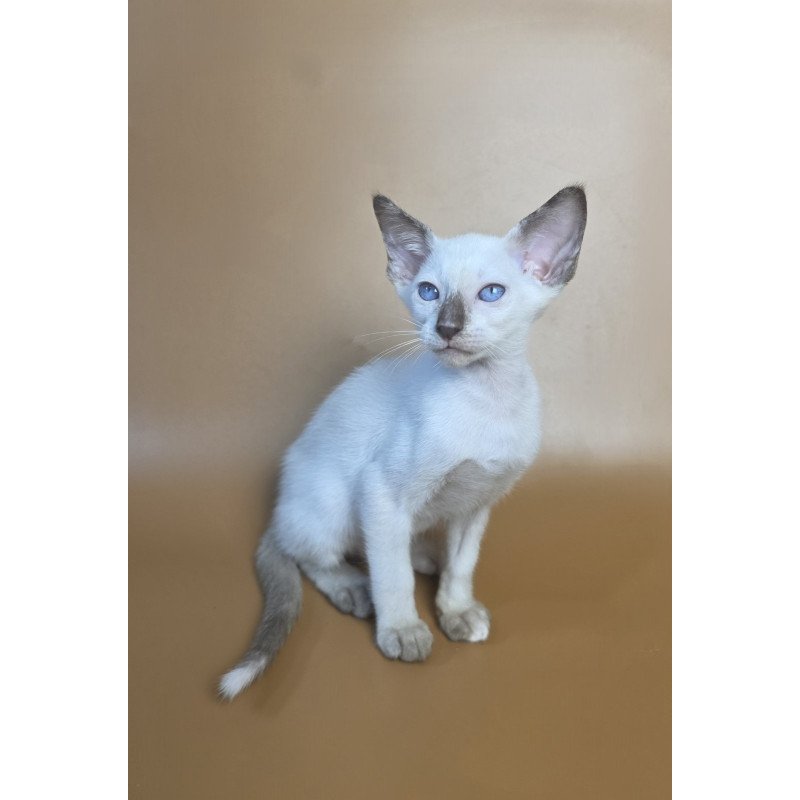 Siamese NOV Eir