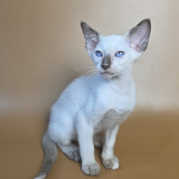 Siamese NOV Eir