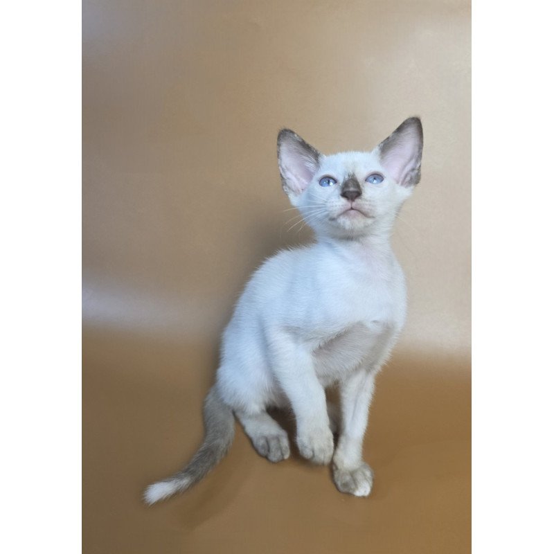 Siamese NOV Eir