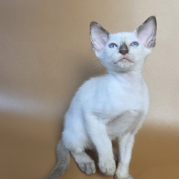 Siamese NOV Eir