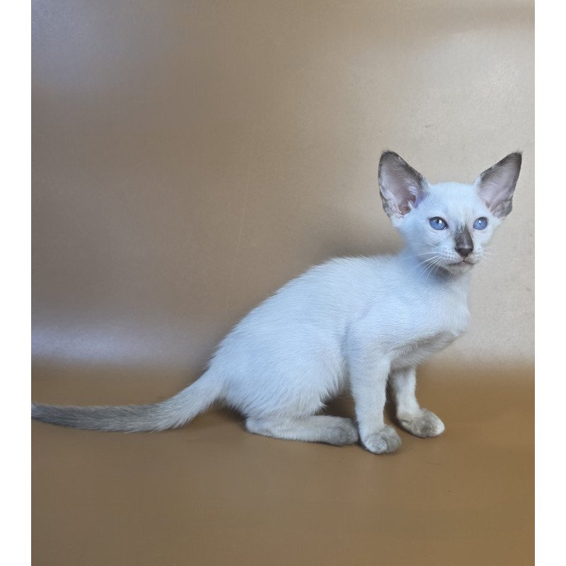 Siamese NOV Eir