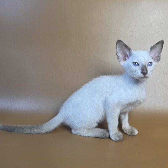 Siamese NOV Eir