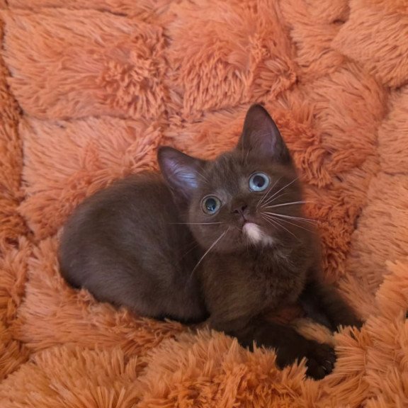 British Dayzy