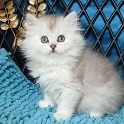 Persian Vinsont