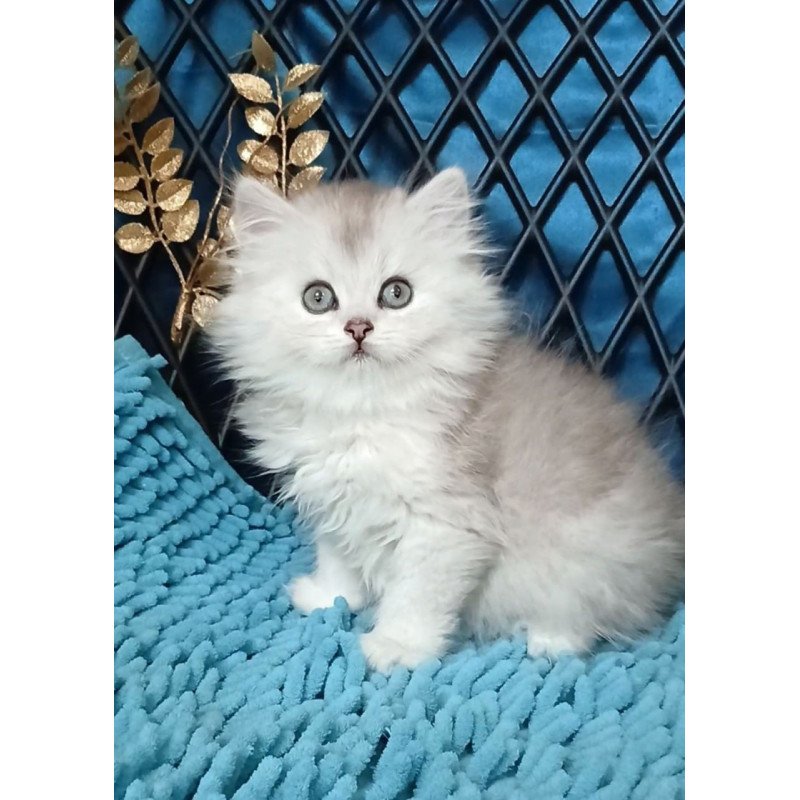 Persian Vinsont
