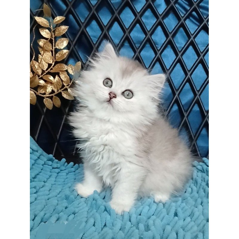 Persian Vinsont