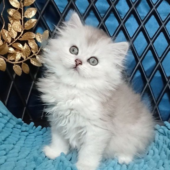 Persian Vinsont