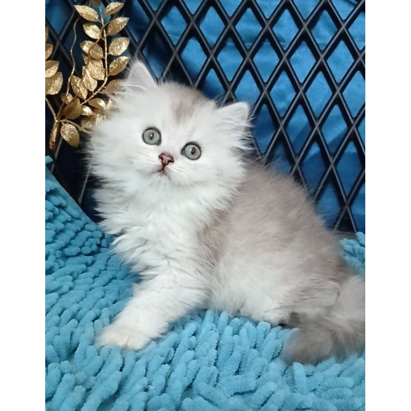 Persian Vinsont