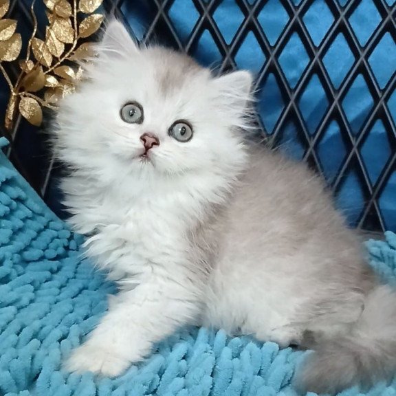 Persian Vinsont