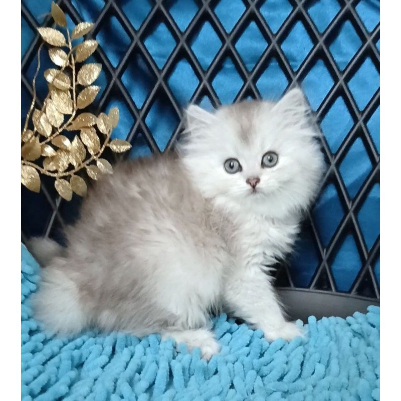 Persian Vinsont