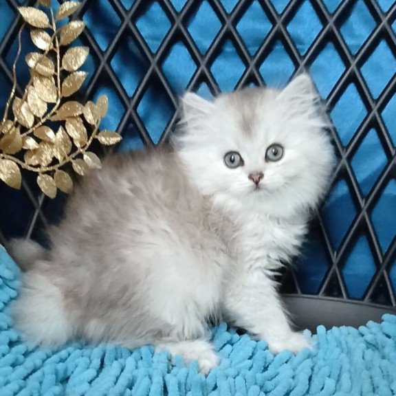 Persian Vinsont