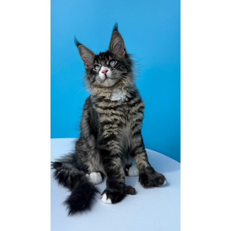 Maine Coon Kiras