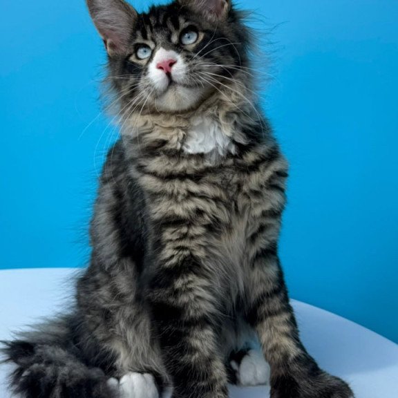 Maine Coon Kiras