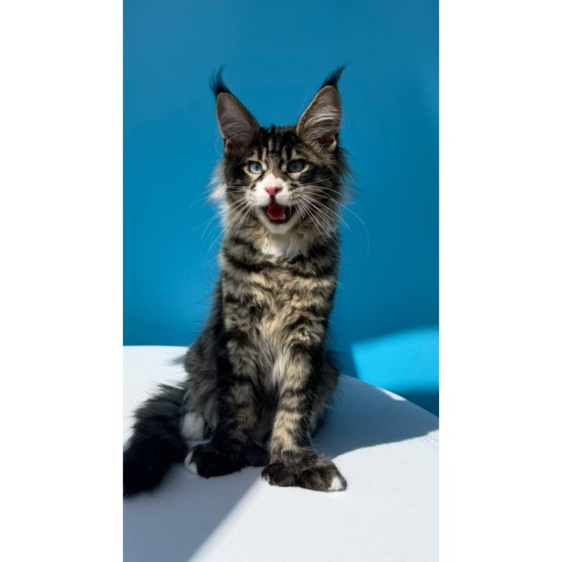 Maine Coon Kiras