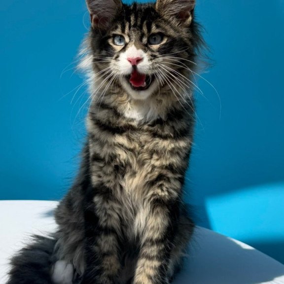Maine Coon Kiras
