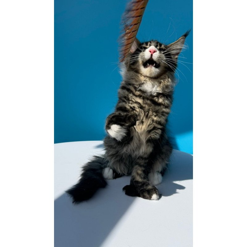 Maine Coon Kiras