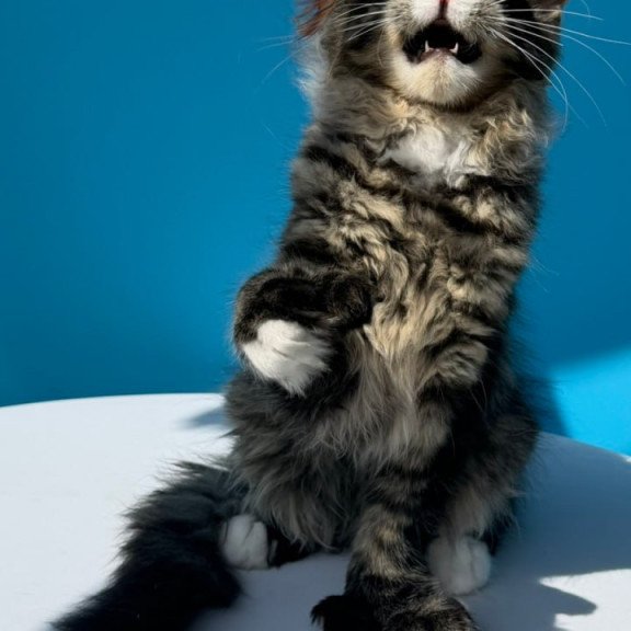 Maine Coon Kiras