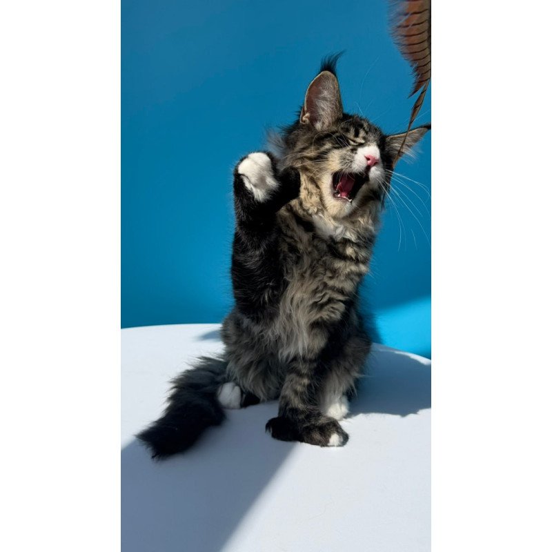 Maine Coon Kiras