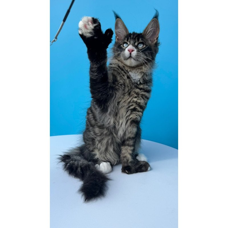 Maine Coon Kiras