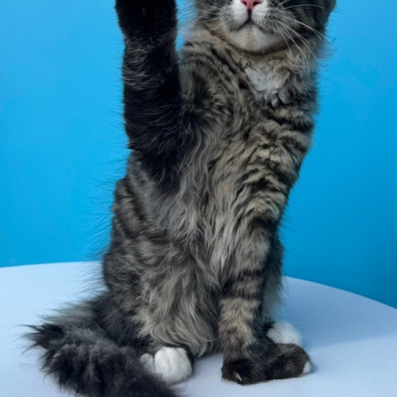 Maine Coon Kiras